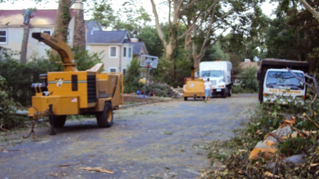  experience with tree removal in Nassau County. An arborist