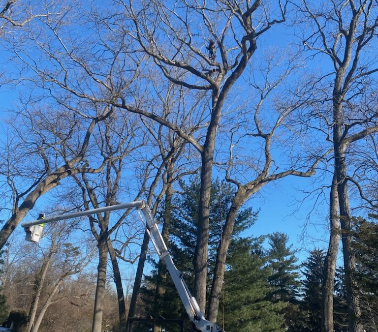 What can I do about my neighbors tree branched? If your neighbor's tree is overhanging your home, it could pose a serious safety hazard. The tree branch may fall
