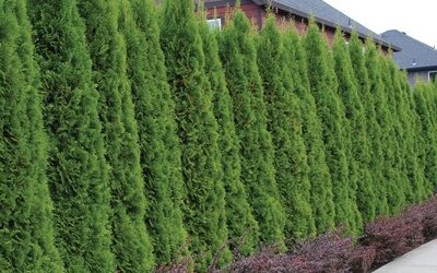 Small Pine Trees That Will Look Great Around Your Yard