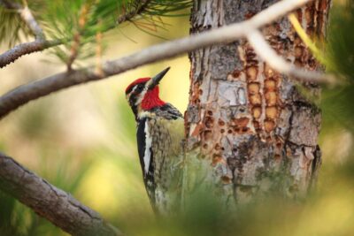 Preventing And Repairing Woodpecker Damage Tree