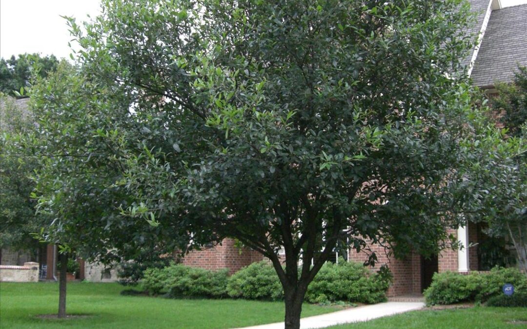 Important Facts About White Oak Tree Services