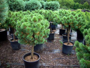 Mugo Pines. These conifers are native to high-elevation habitats. While they PLANT IN LONG ISLAND NEW YORK
