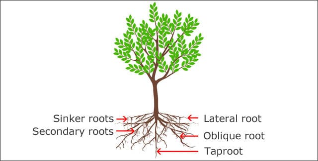 Main Types of Tree Root Systems
