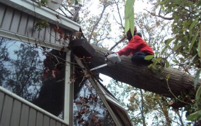 It Does Homeowners Insurance Cover Tree Removal?