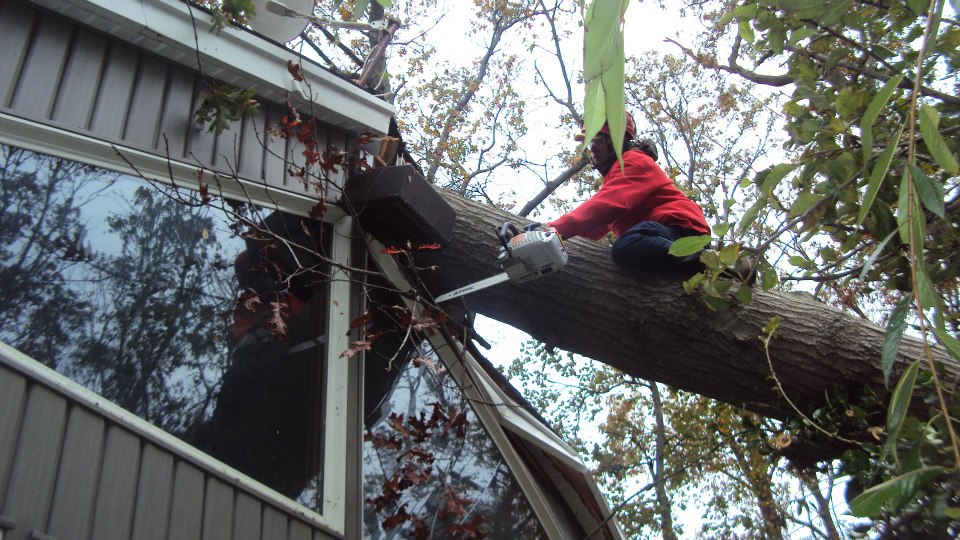 Tree Service we provide to the Queens, New York area: