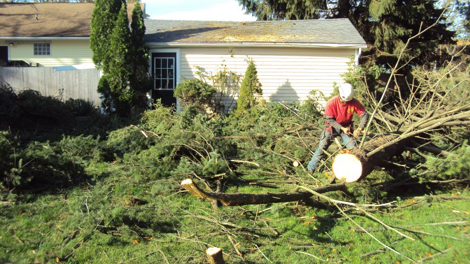 Tree service company near My areas in Long Island NY