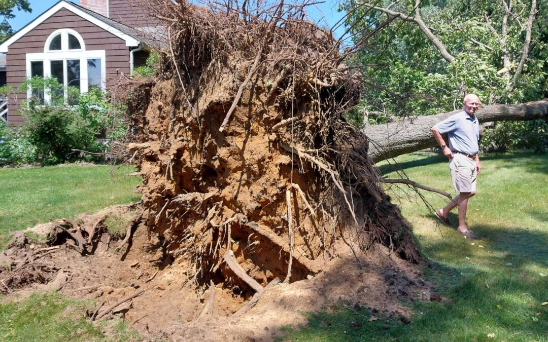 How Remove a Big Tree After a Storm?