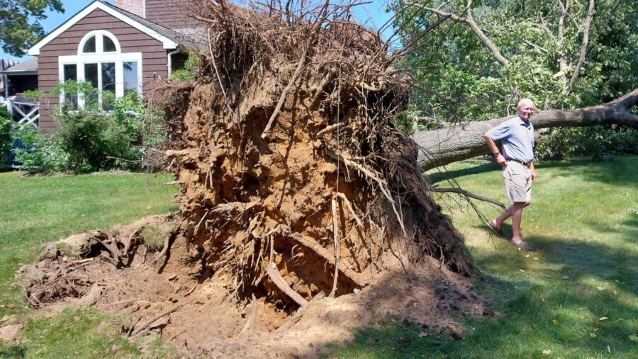 Emergency Tree removal queens NY
