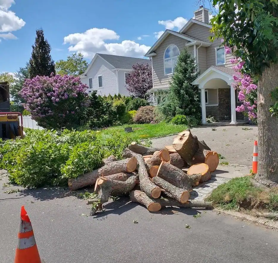 Long Island Professional Tree services, Best tree service in new york