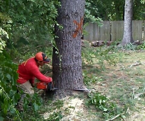 Glen Cove Tree service