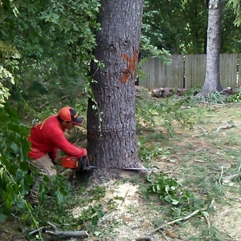 Glen Cove Tree service