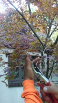 Tree removal Suffolk County NY best Tree service company Reviews long island