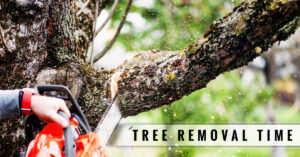 tree service great neck ny