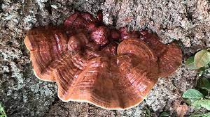 Infected oaks may lose limbs due to uprooting and stem failure under strong winds. The fungus may also cause infection in the upper trunk