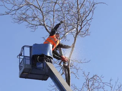 best tree services near me in bay shore NY cheap tree removal Long island