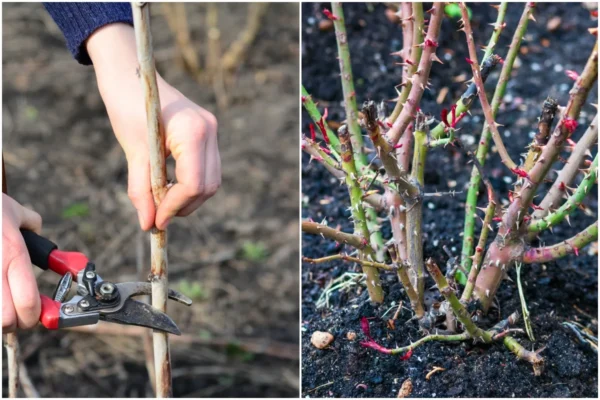 Trim back rose bushes to encourage new growth. Remove dead or diseased canes and shape the plant for better air circulation. ask to a tree service company
