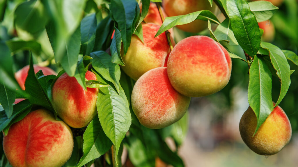 fruit trees