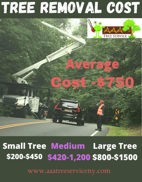 clean cut affordable unexpansive tree work